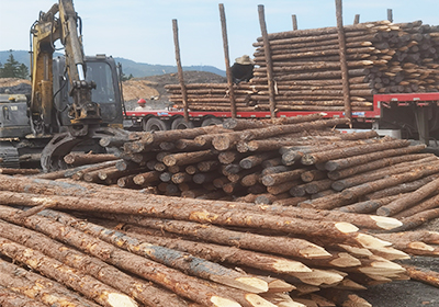 6米松木樁生產廠家批發價格多少？-松木樁如何選購？