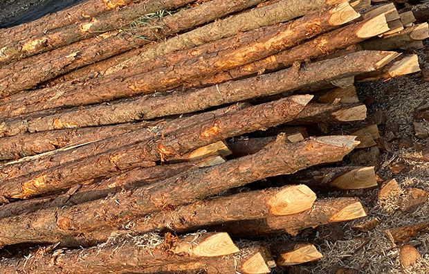 打樁松原木的價格-打松木樁多少錢一根？