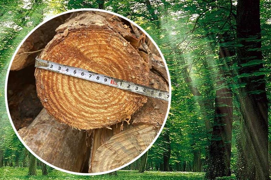 松木樁規格中大頭和小頭是指什么？松木樁大頭18cm小頭是多少